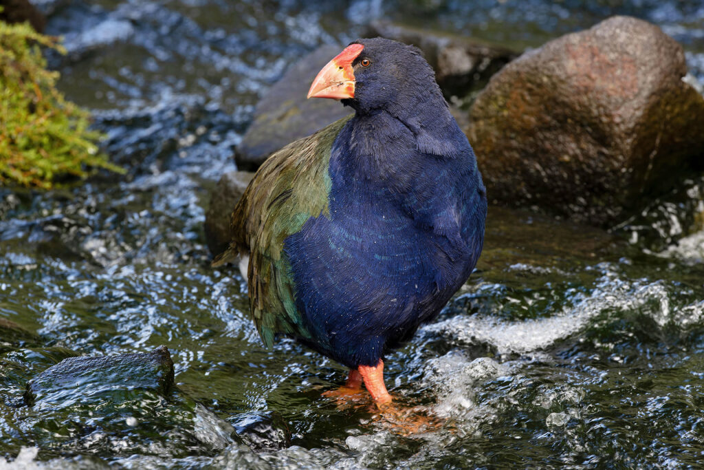 Takahe ( Porphyria hochstetteri )