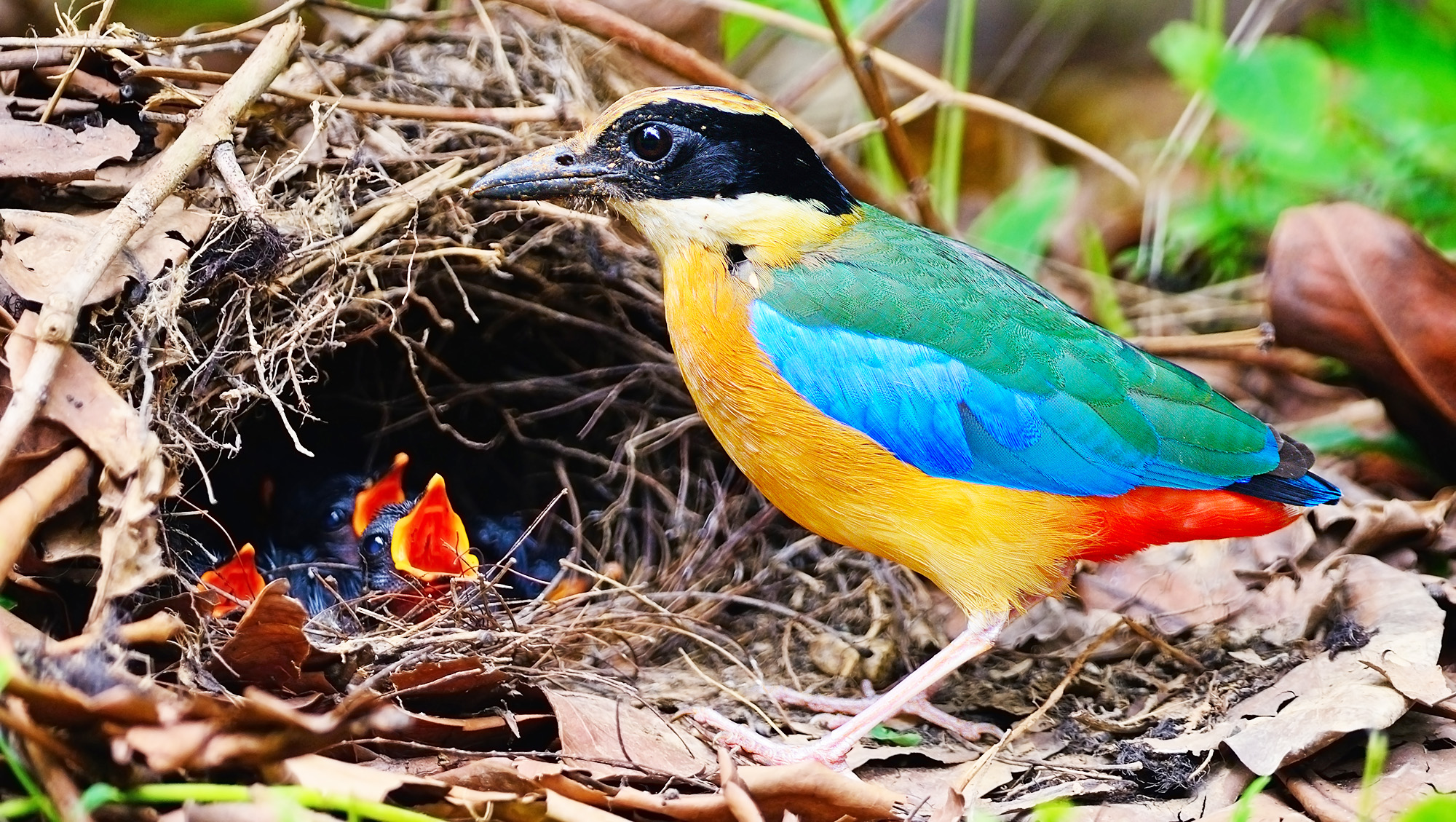 Top 10 Birds of Cambodia