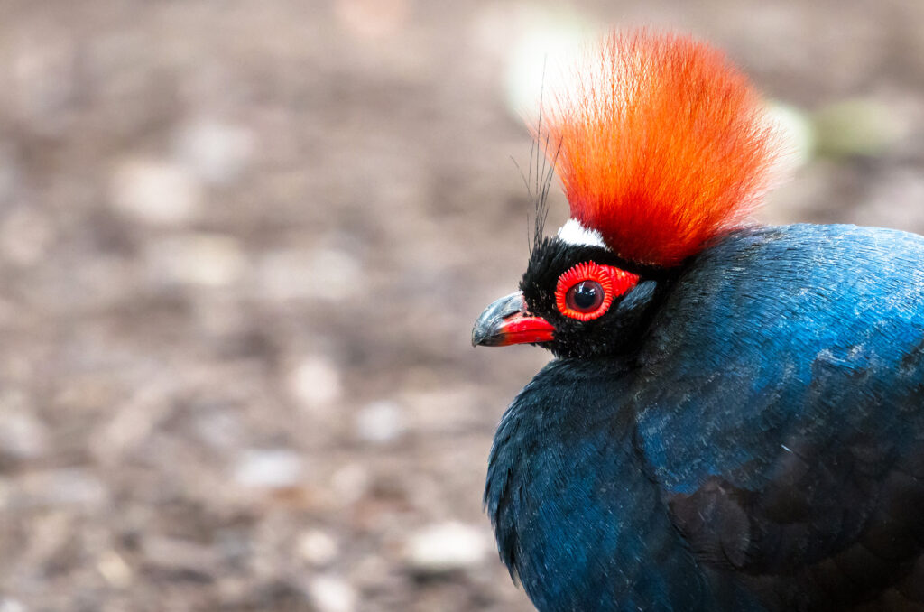 Crested Partridge (Rollulus rouloul) 