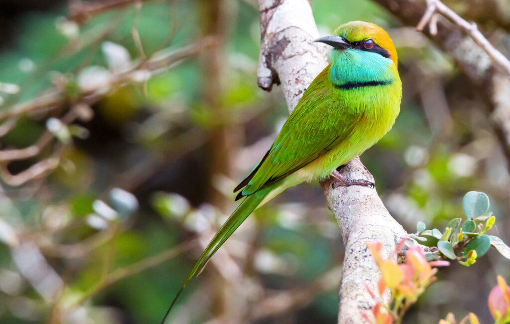Asian Green Bee-eater 