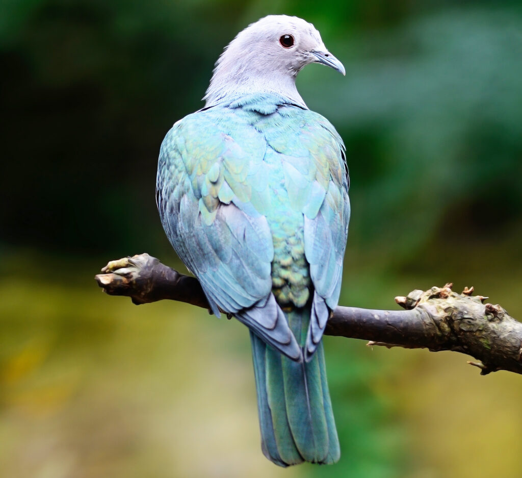 Green Imperial-Pigeon 