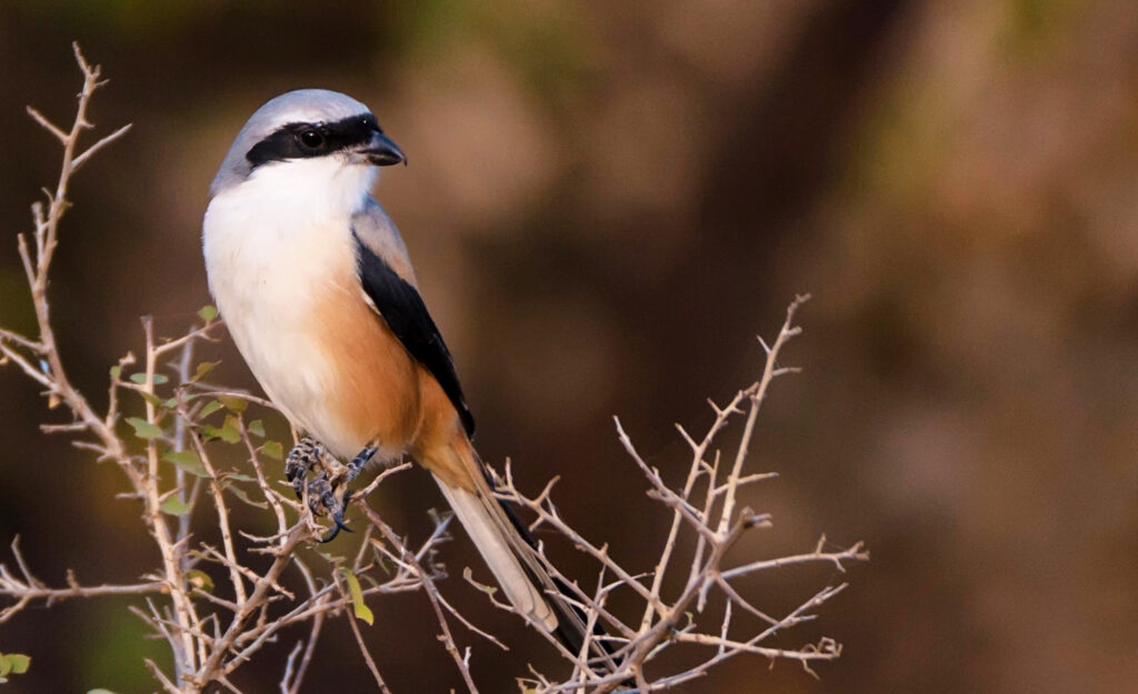 Long-tailed or rufous-backed shrike (Lanius schach)