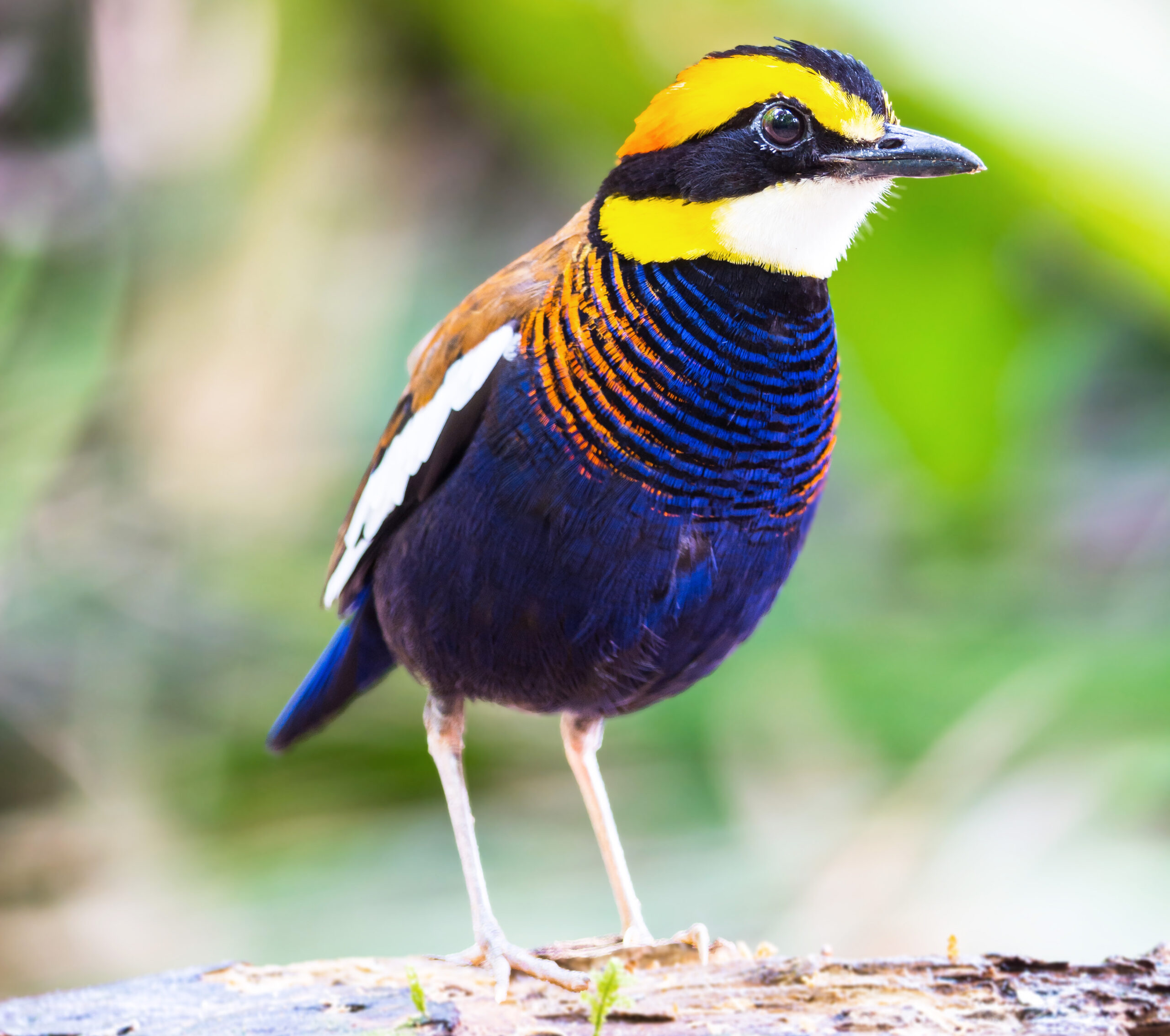 Malayan Banded-Pitta (Hydrornis irena)