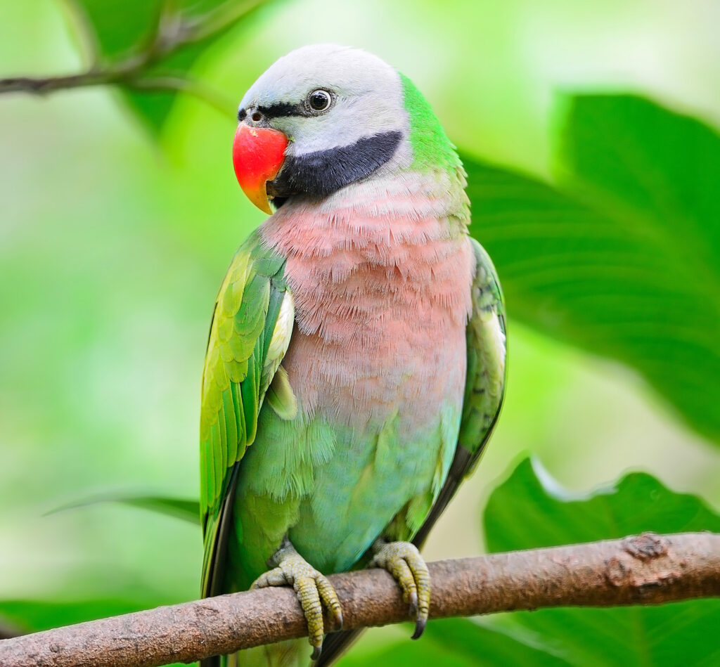 Red-breasted Parakeet (Psittacula alexandri) 