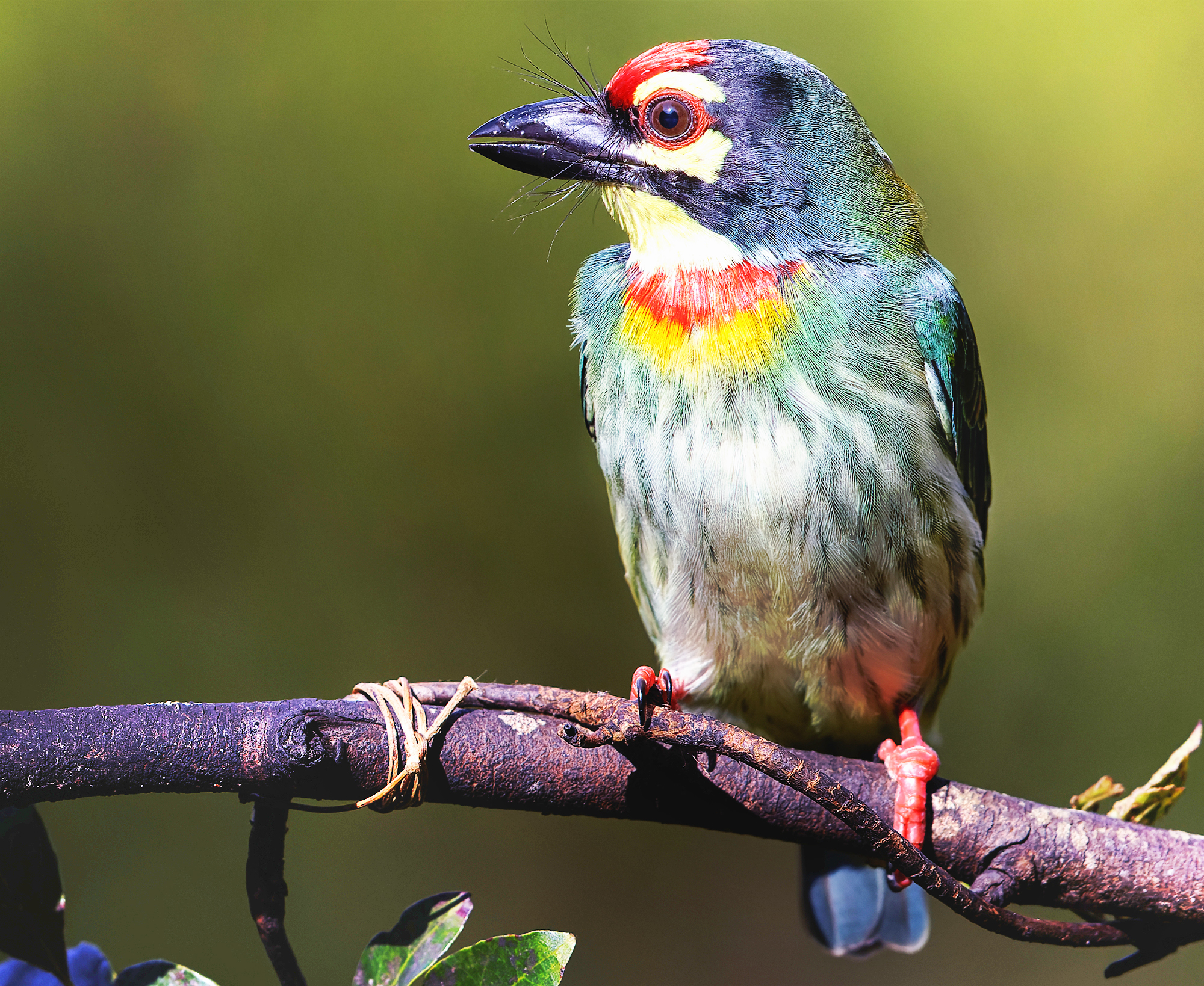 Top 12 Birds of Sri Lanka