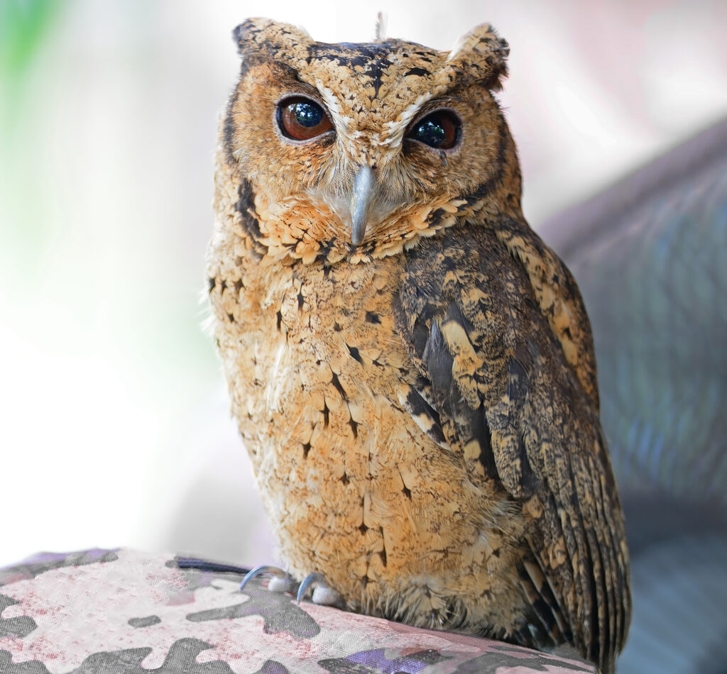 Oriental Scops-Owl (Otus sunia)