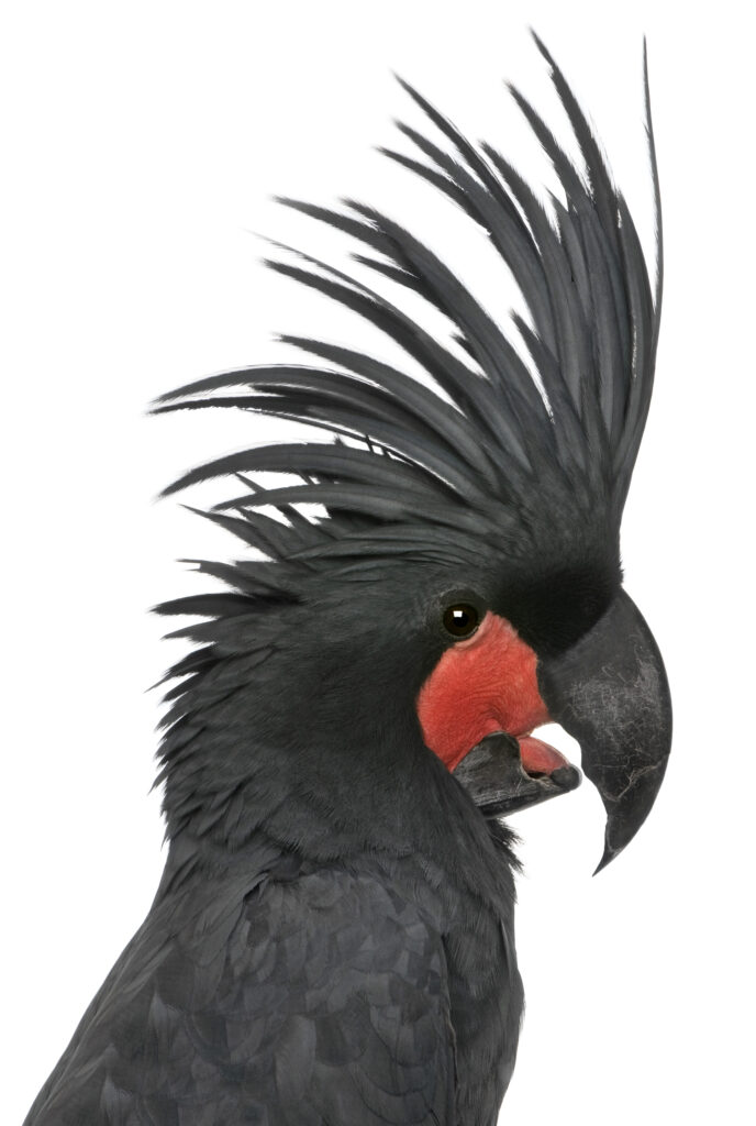 Palm Cockatoo (Probosciger aterrimus) 