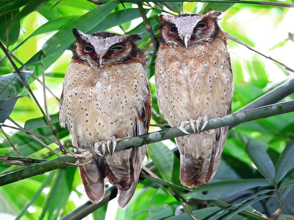 White-fronted Scops-Owl (Otus sagittatus) 